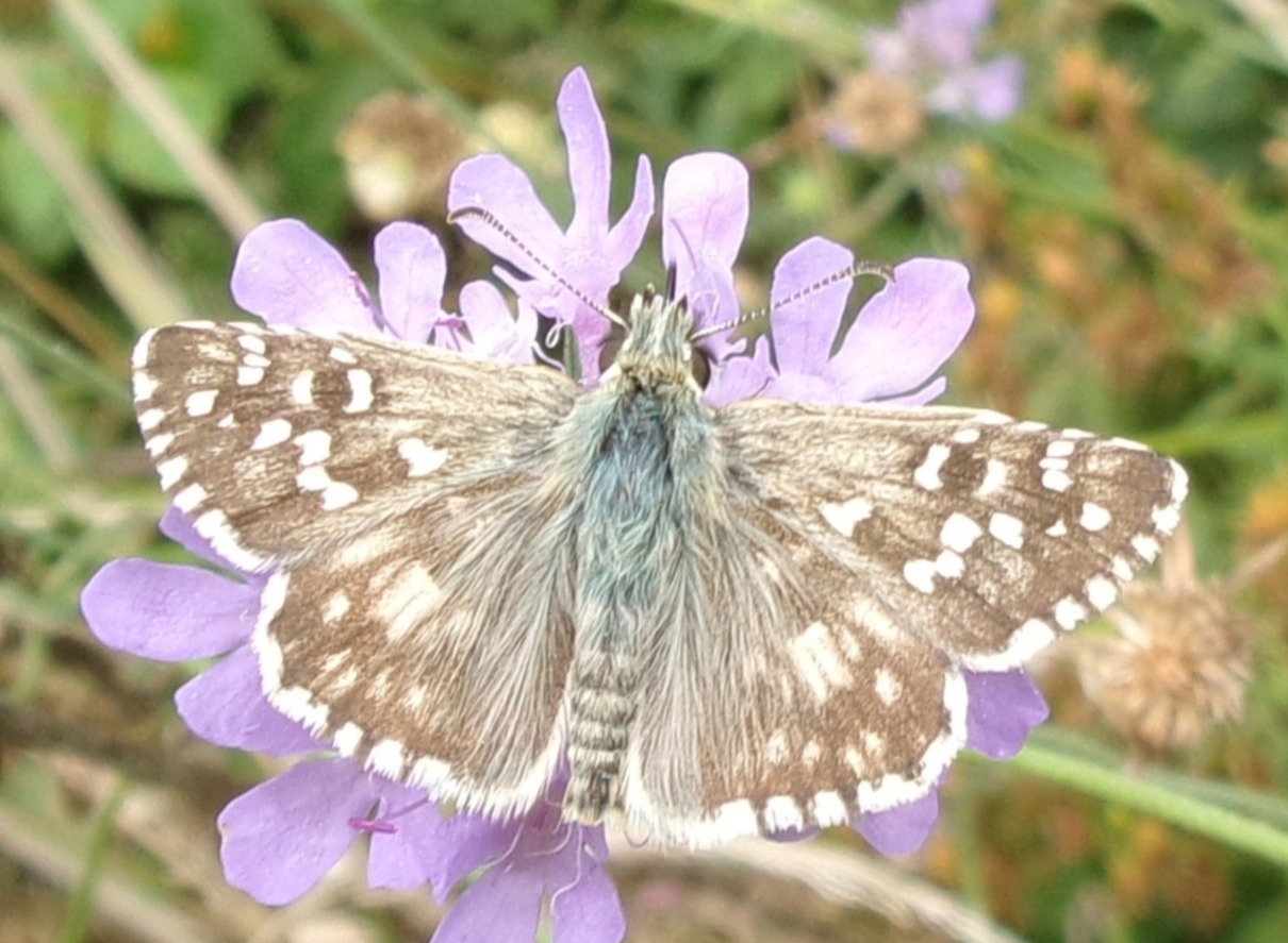 Identificazione Pyrgus